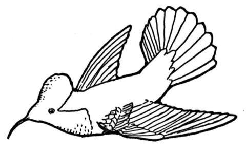 Flying Hummingbird Coloring Page